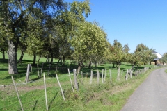 2010 Viez-Pfad Wehingen