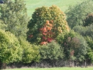009 Wehinger-Viez-Pfad 2010