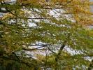 004 Tafeltour Mettlach 30.10.2011