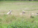 Sommerwanderung 2011  022