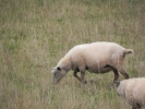 Sommerwanderung 2011  023