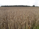 Sommerwanderung 2011  027