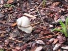 Sommerwanderung 2011  029