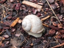 Sommerwanderung 2011  030