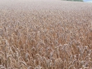 Sommerwanderung 2011  057