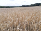 Sommerwanderung 2011  066