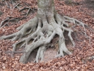 029 Wanderung Warndt-Wald 02 2012