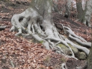 030 Wanderung Warndt-Wald 02 2012