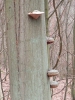 028 Der Gisinger 3.2.2013