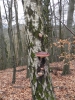 036 Der Gisinger 3.2.2013