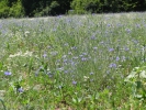 10 Sommerwanderung 2013