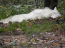 Wolfsweg-10-2014-022