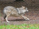 Wolfsweg-10-2014-023