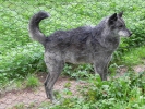 Wolfsweg-10-2014-025